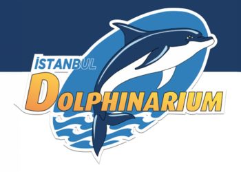 İstanbul Dolphinarium’da Yunuslarla Özel Yüzme Programı ve Gösteriler