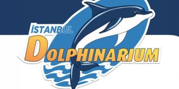İstanbul Dolphinarium’da Yunuslarla Özel Yüzme Programı ve Gösteriler